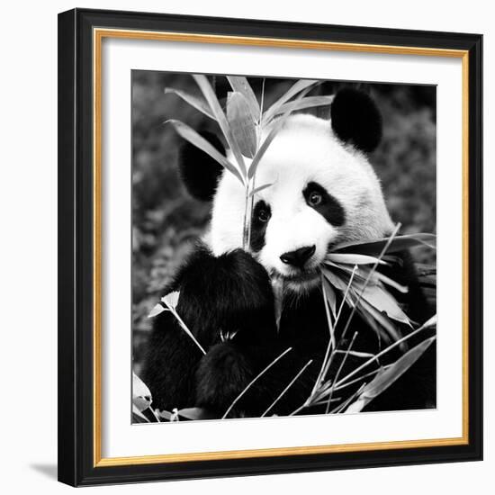 China 10MKm2 Collection - Giant Panda-Philippe Hugonnard-Framed Photographic Print