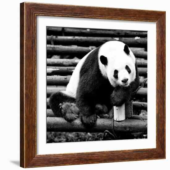 China 10MKm2 Collection - Giant Panda-Philippe Hugonnard-Framed Photographic Print