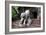 China 10MKm2 Collection - Lion - Buddhist Sculpture-Philippe Hugonnard-Framed Photographic Print