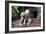 China 10MKm2 Collection - Lion - Buddhist Sculpture-Philippe Hugonnard-Framed Photographic Print