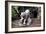 China 10MKm2 Collection - Lion - Buddhist Sculpture-Philippe Hugonnard-Framed Photographic Print