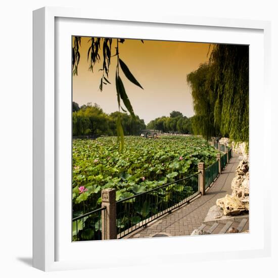 China 10MKm2 Collection - Lotus Flowers - Beihai Park - Beijing-Philippe Hugonnard-Framed Photographic Print