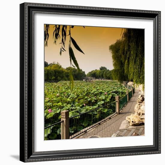 China 10MKm2 Collection - Lotus Flowers - Beihai Park - Beijing-Philippe Hugonnard-Framed Photographic Print