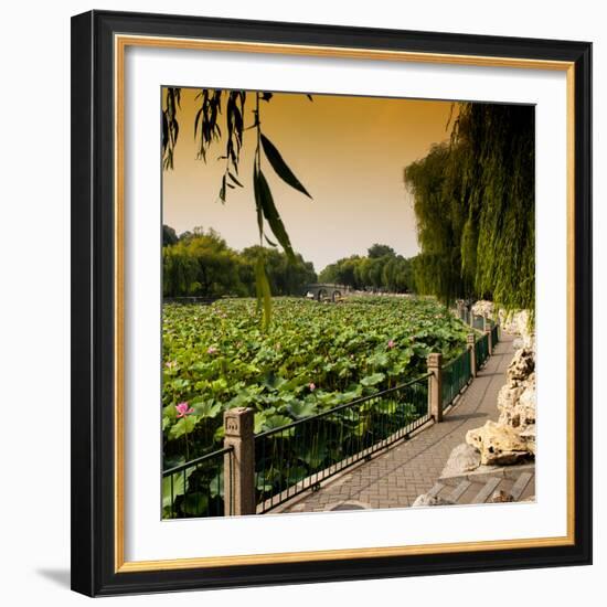 China 10MKm2 Collection - Lotus Flowers - Beihai Park - Beijing-Philippe Hugonnard-Framed Photographic Print