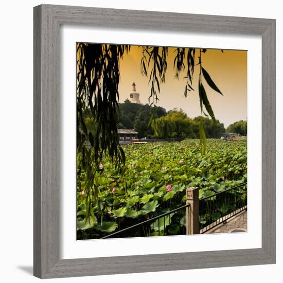 China 10MKm2 Collection - Lotus Flowers - Beihai Park - Beijing-Philippe Hugonnard-Framed Photographic Print