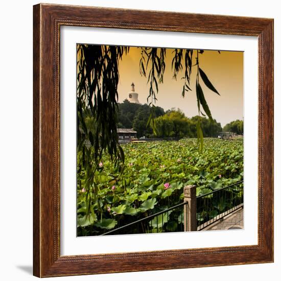 China 10MKm2 Collection - Lotus Flowers - Beihai Park - Beijing-Philippe Hugonnard-Framed Photographic Print