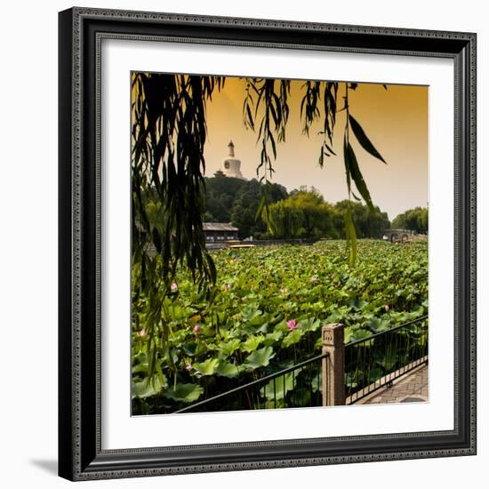 China 10MKm2 Collection - Lotus Flowers - Beihai Park - Beijing-Philippe Hugonnard-Framed Photographic Print