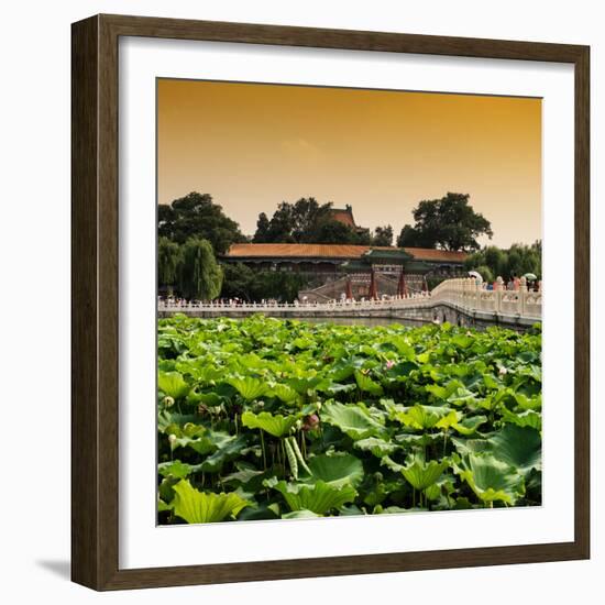 China 10MKm2 Collection - Lotus Flowers - Beihai Park - Beijing-Philippe Hugonnard-Framed Photographic Print