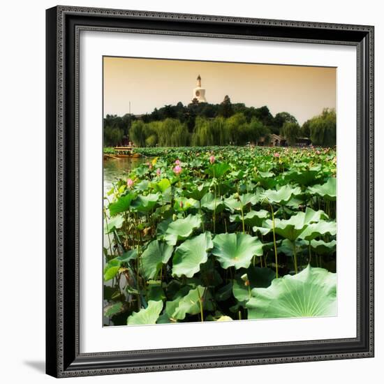 China 10MKm2 Collection - Lotus Flowers - Beihai Park - Beijing-Philippe Hugonnard-Framed Photographic Print