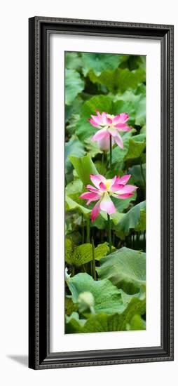 China 10MKm2 Collection - Lotus Flowers Garden-Philippe Hugonnard-Framed Photographic Print