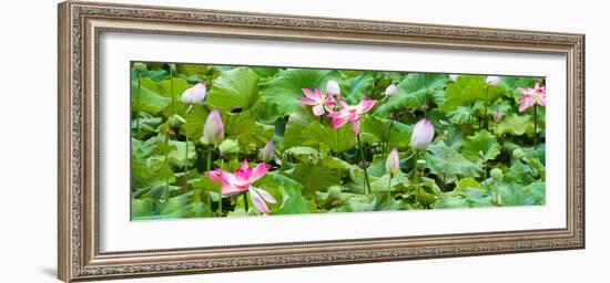 China 10MKm2 Collection - Lotus Flowers Garden-Philippe Hugonnard-Framed Photographic Print