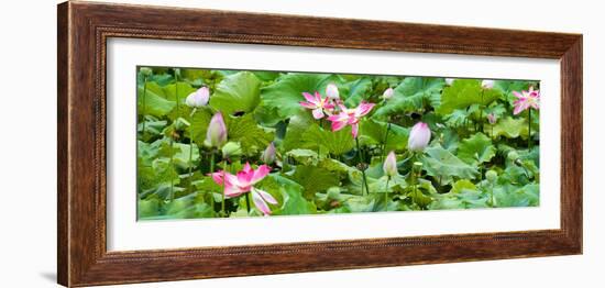 China 10MKm2 Collection - Lotus Flowers Garden-Philippe Hugonnard-Framed Photographic Print