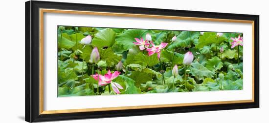 China 10MKm2 Collection - Lotus Flowers Garden-Philippe Hugonnard-Framed Photographic Print