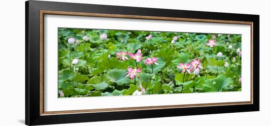 China 10MKm2 Collection - Lotus Flowers Garden-Philippe Hugonnard-Framed Photographic Print