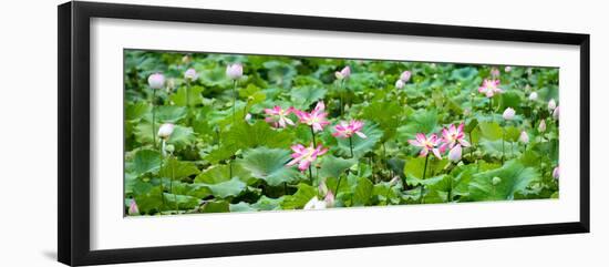 China 10MKm2 Collection - Lotus Flowers Garden-Philippe Hugonnard-Framed Photographic Print