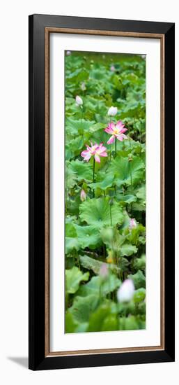 China 10MKm2 Collection - Lotus Flowers Garden-Philippe Hugonnard-Framed Photographic Print
