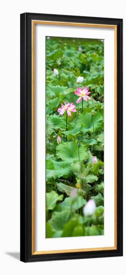 China 10MKm2 Collection - Lotus Flowers Garden-Philippe Hugonnard-Framed Photographic Print