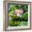 China 10MKm2 Collection - Lotus Flowers-Philippe Hugonnard-Framed Photographic Print