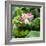 China 10MKm2 Collection - Lotus Flowers-Philippe Hugonnard-Framed Photographic Print