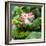 China 10MKm2 Collection - Lotus Flowers-Philippe Hugonnard-Framed Photographic Print