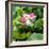 China 10MKm2 Collection - Lotus Flowers-Philippe Hugonnard-Framed Photographic Print