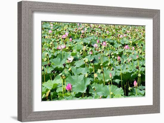 China 10MKm2 Collection - Lotus Flowers-Philippe Hugonnard-Framed Photographic Print