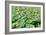 China 10MKm2 Collection - Lotus Flowers-Philippe Hugonnard-Framed Photographic Print