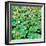 China 10MKm2 Collection - Lotus Flowers-Philippe Hugonnard-Framed Photographic Print