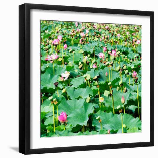 China 10MKm2 Collection - Lotus Flowers-Philippe Hugonnard-Framed Photographic Print