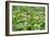 China 10MKm2 Collection - Lotus Garden-Philippe Hugonnard-Framed Photographic Print