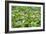 China 10MKm2 Collection - Lotus Garden-Philippe Hugonnard-Framed Photographic Print