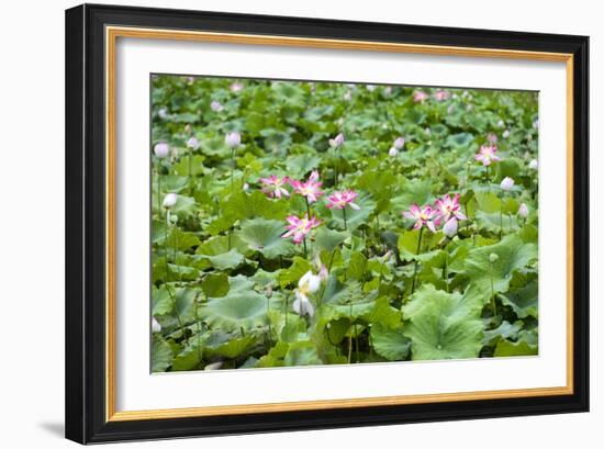 China 10MKm2 Collection - Lotus Garden-Philippe Hugonnard-Framed Photographic Print