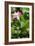 China 10MKm2 Collection - Lotus Garden-Philippe Hugonnard-Framed Photographic Print