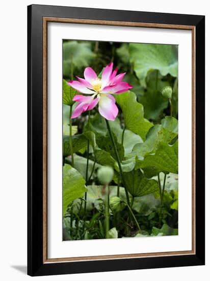 China 10MKm2 Collection - Lotus Garden-Philippe Hugonnard-Framed Photographic Print