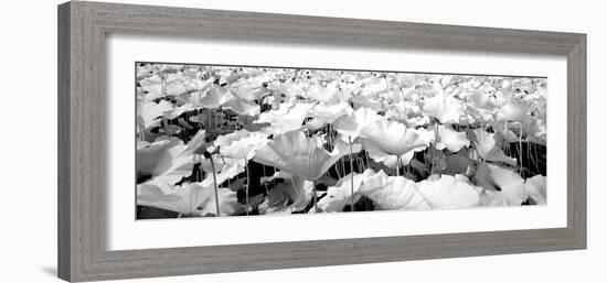 China 10MKm2 Collection - Lotus-Philippe Hugonnard-Framed Photographic Print