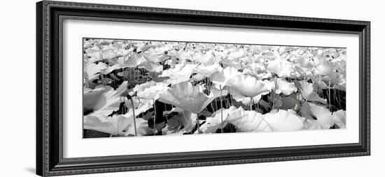 China 10MKm2 Collection - Lotus-Philippe Hugonnard-Framed Photographic Print