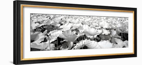 China 10MKm2 Collection - Lotus-Philippe Hugonnard-Framed Photographic Print