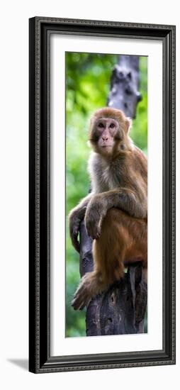 China 10MKm2 Collection - Monkey Portrait-Philippe Hugonnard-Framed Photographic Print