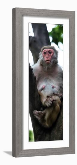 China 10MKm2 Collection - Monkey Portrait-Philippe Hugonnard-Framed Photographic Print