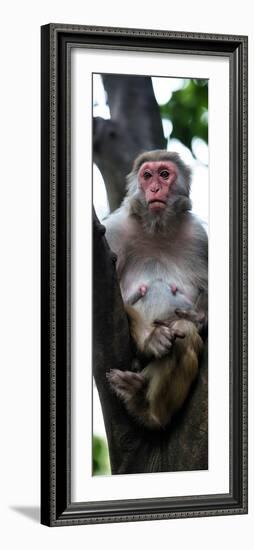 China 10MKm2 Collection - Monkey Portrait-Philippe Hugonnard-Framed Photographic Print