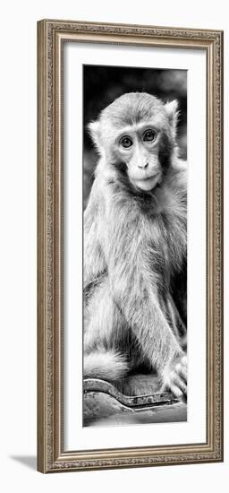 China 10MKm2 Collection - Monkey Portrait-Philippe Hugonnard-Framed Photographic Print