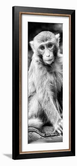 China 10MKm2 Collection - Monkey Portrait-Philippe Hugonnard-Framed Photographic Print