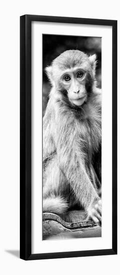 China 10MKm2 Collection - Monkey Portrait-Philippe Hugonnard-Framed Photographic Print