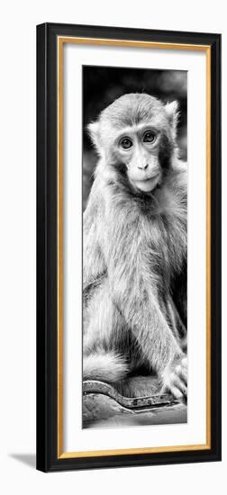 China 10MKm2 Collection - Monkey Portrait-Philippe Hugonnard-Framed Photographic Print