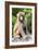 China 10MKm2 Collection - Monkey Portrait-Philippe Hugonnard-Framed Photographic Print