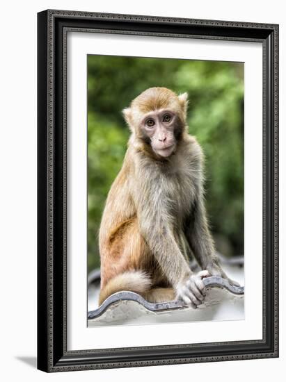 China 10MKm2 Collection - Monkey Portrait-Philippe Hugonnard-Framed Photographic Print