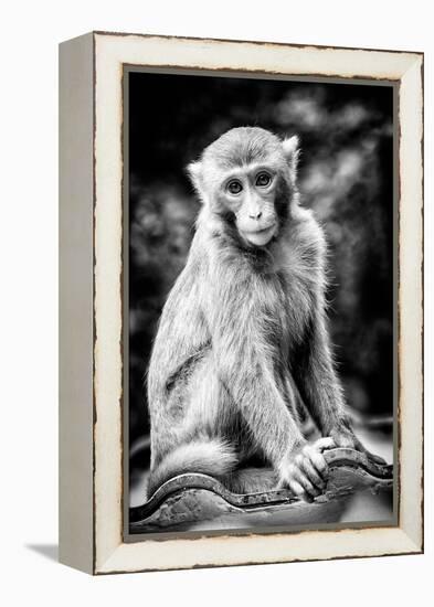 China 10MKm2 Collection - Monkey Portrait-Philippe Hugonnard-Framed Premier Image Canvas