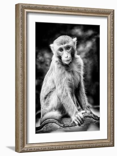 China 10MKm2 Collection - Monkey Portrait-Philippe Hugonnard-Framed Photographic Print