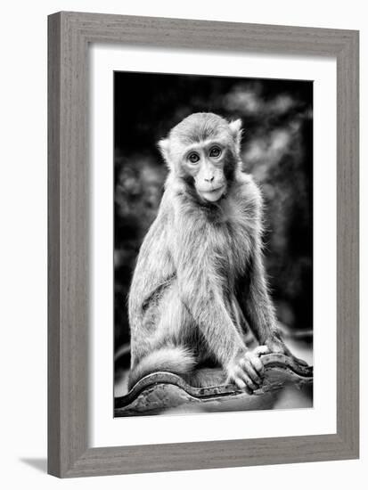 China 10MKm2 Collection - Monkey Portrait-Philippe Hugonnard-Framed Photographic Print