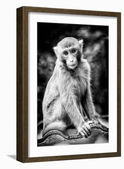 China 10MKm2 Collection - Monkey Portrait-Philippe Hugonnard-Framed Photographic Print